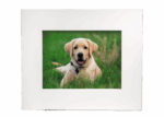 Urna Pet Quadro