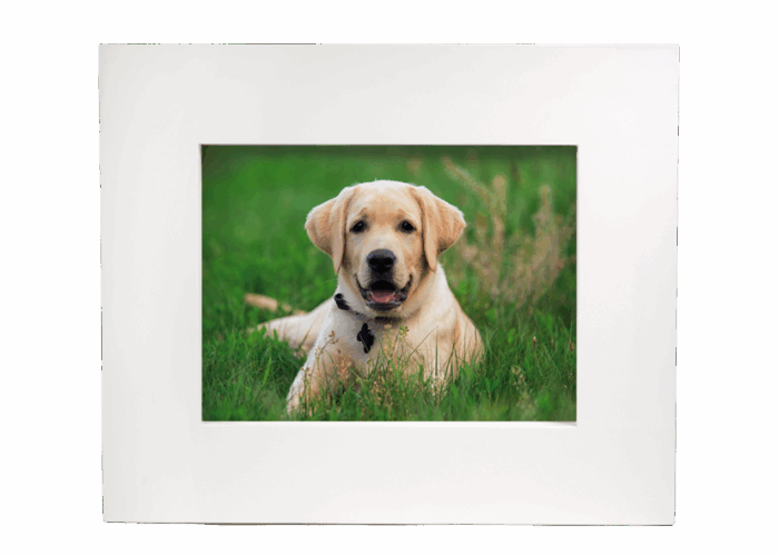 Urna Pet Quadro - immagine 1